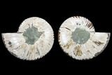 Agatized Ammonite Fossil - Madagascar #113014-1